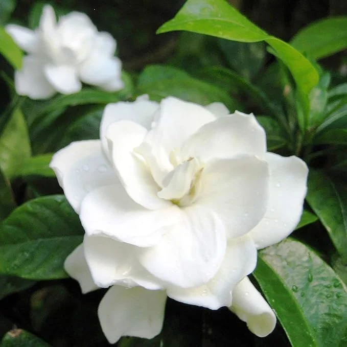 Jasmine Seeds Fragrant Flowering Plant, Deer Resistant, Attracts Butterflies And Hummingbirds, Ornamental Garden Plant, Adds Beauty And Fragrance