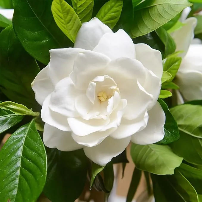 Jasmine Seeds Fragrant Flowering Plant, Deer Resistant, Attracts Butterflies And Hummingbirds, Ornamental Garden Plant, Adds Beauty And Fragrance