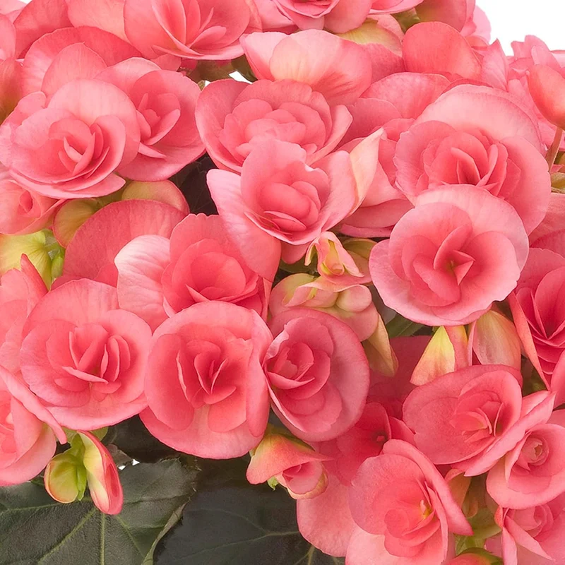 Pink Rieger Begonia Seeds – Showy Blooms & Attractive Foliage for Indoor/Outdoor Gardens