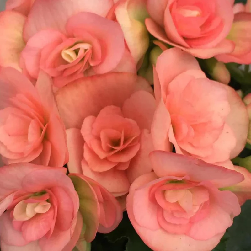 Pink Rieger Begonia Seeds – Showy Blooms & Attractive Foliage for Indoor/Outdoor Gardens