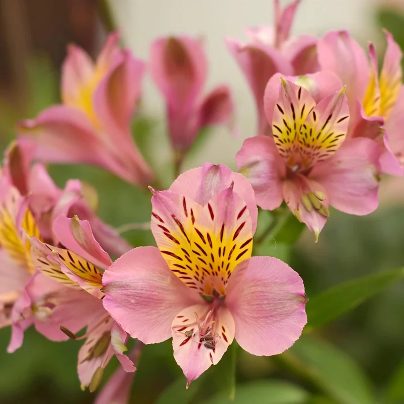 Alstroemeria Seeds (Peruvian Lily Seeds) - Mixed Colors, Long-Lasting Perennials