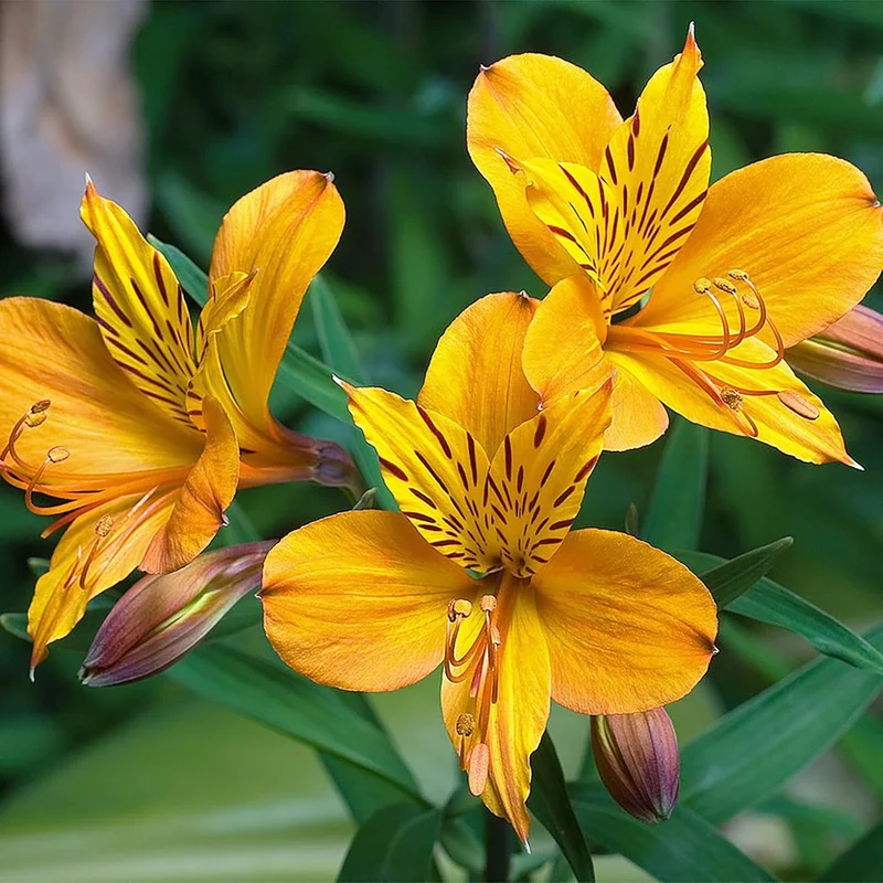 Alstroemeria Seeds (Peruvian Lily Seeds) - Mixed Colors, Long-Lasting Perennials