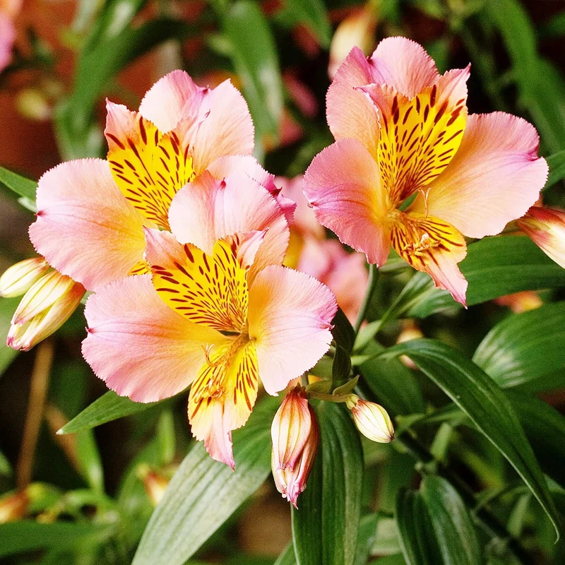 Alstroemeria Seeds (Peruvian Lily Seeds) - Mixed Colors, Long-Lasting Perennials