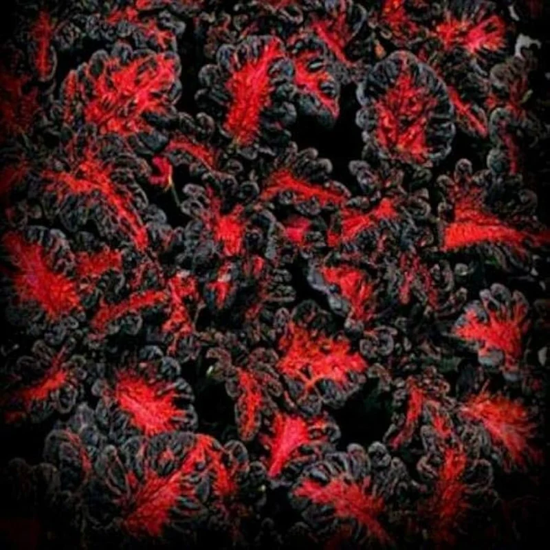 Coleus Seeds (Black Dragon Lulu Coleus Seeds) - Deep Dark Foliage and Vibrant Garden Color