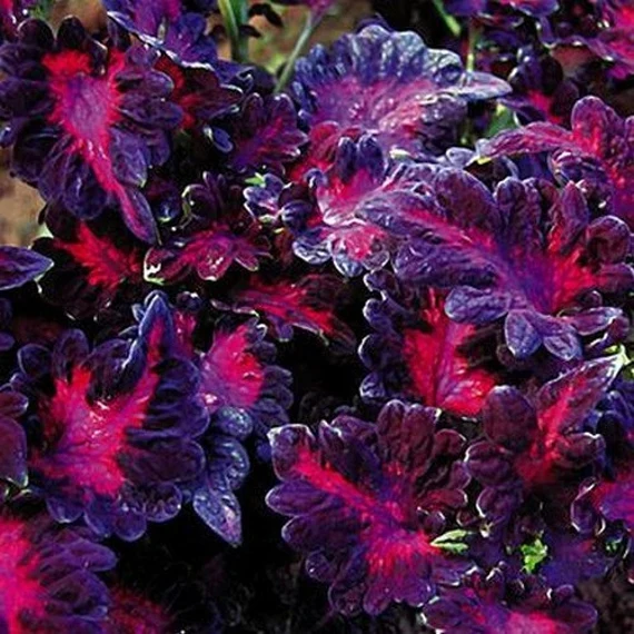 Coleus Seeds (Black Dragon Lulu Coleus Seeds) - Deep Dark Foliage and Vibrant Garden Color