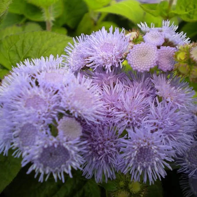 Blue Mistflower Seeds (Conoclinium coelestinum) - Hardy Upright Perennial Blooms