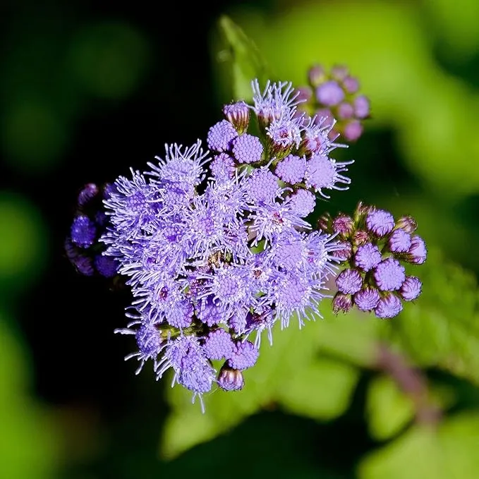 Blue Mistflower Seeds (Conoclinium coelestinum) - Hardy Upright Perennial Blooms