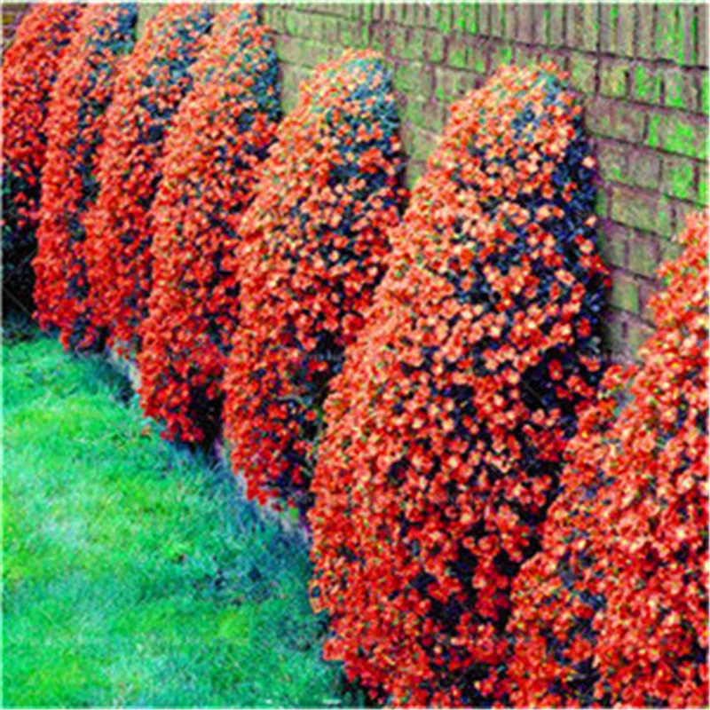 Orange Creeping Thyme Seeds Non GMO, Perennial, Fragrant And Low Maintenance Herb Seeds for Home Garden