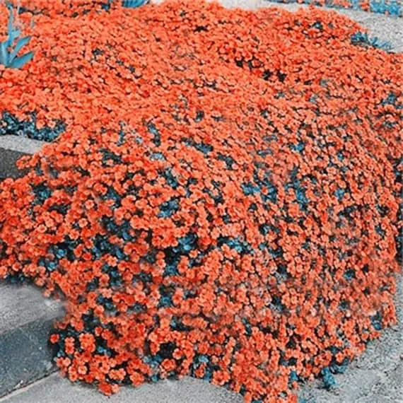 Orange Creeping Thyme Seeds Non GMO, Perennial, Fragrant And Low Maintenance Herb Seeds for Home Garden