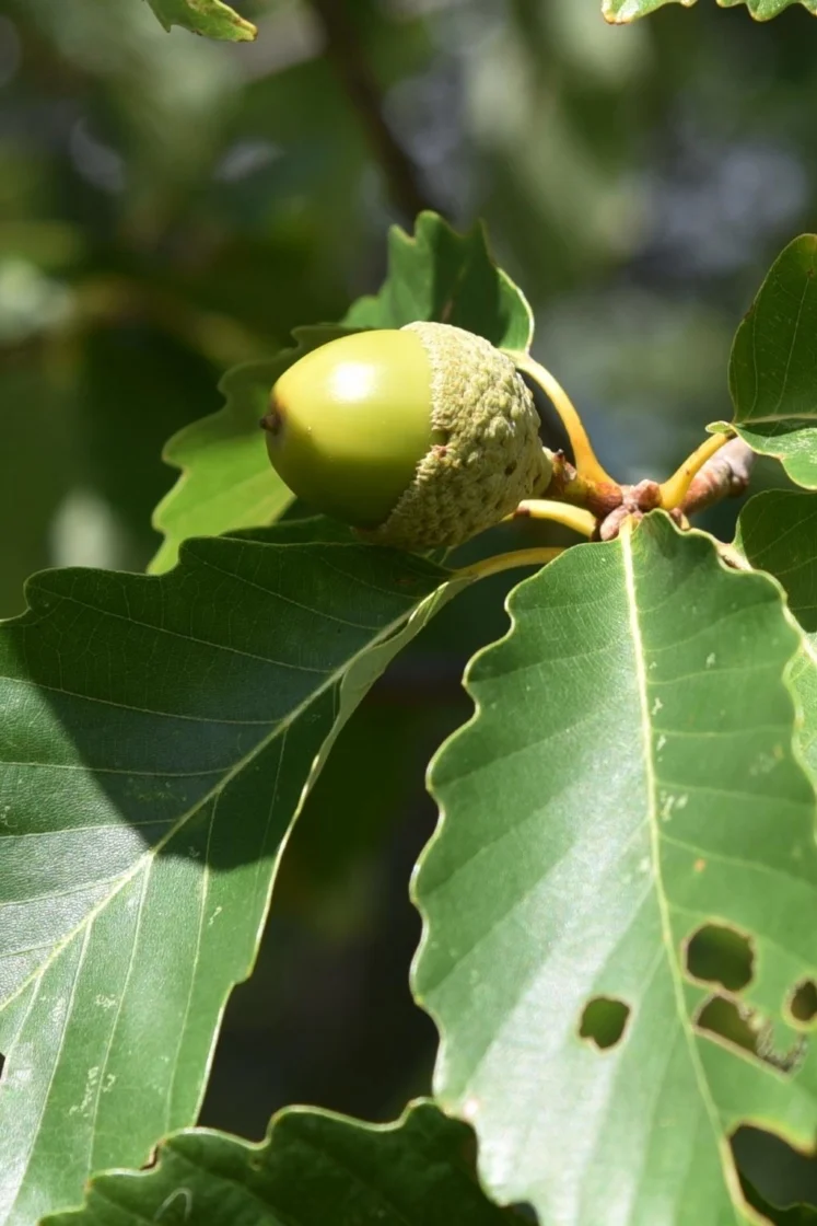 Chestnut Oak Acorn Seeds – Quercus prinus White Oak for Long-Lived Shade Trees