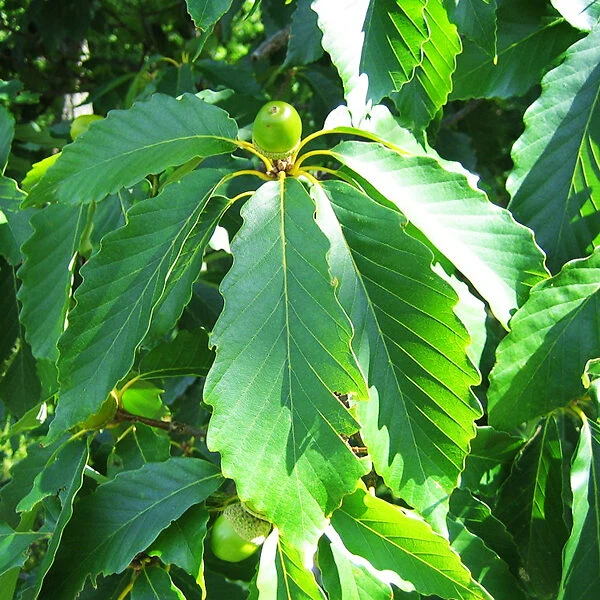 Chestnut Oak Acorn Seeds – Quercus prinus White Oak for Long-Lived Shade Trees