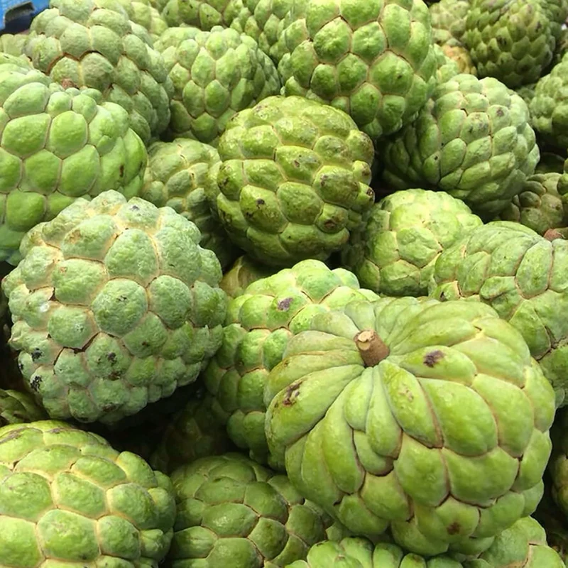 Sugar Apple Tropical Fruit Plant Tree – Sweet Exotic Fruit for Gardens – 1 Pc