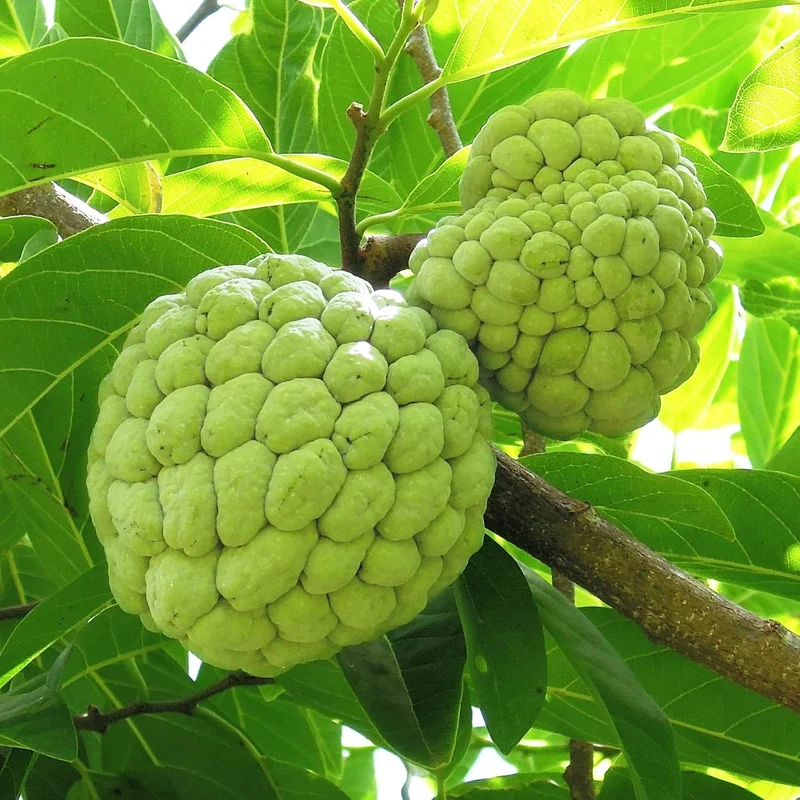 Sugar Apple Tropical Fruit Plant Tree – Sweet Exotic Fruit for Gardens – 1 Pc