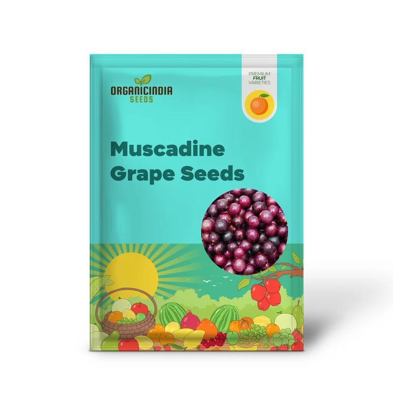 Muscadine Grape Seeds Climbing Vine Perennial, Fast Growing, Sweet And Tasty, Rich in Vitamins for Arbors, Pergolas, Trellises