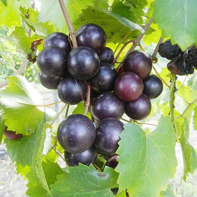 Muscadine Grape Seeds Climbing Vine Perennial, Fast Growing, Sweet And Tasty, Rich in Vitamins for Arbors, Pergolas, Trellises
