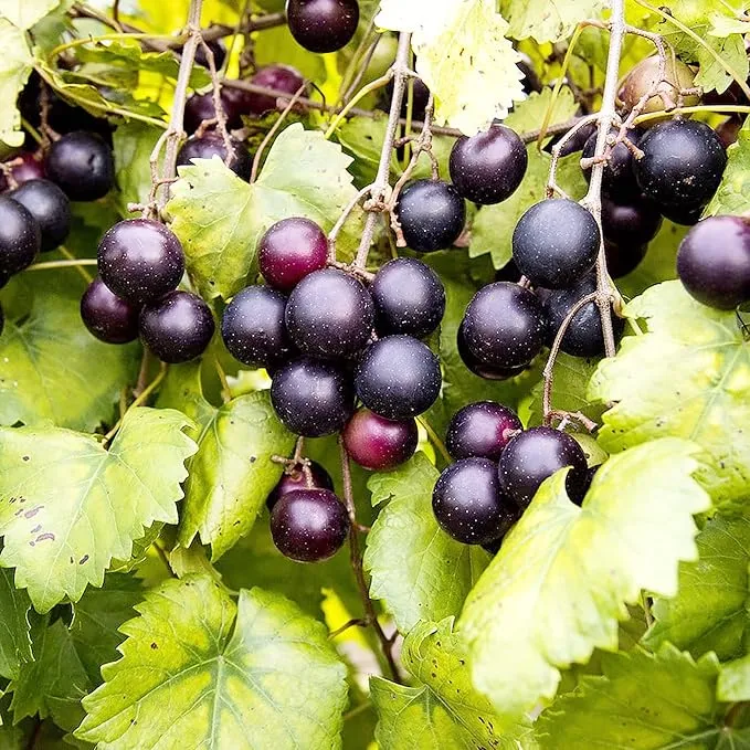 Muscadine Grape Seeds Climbing Vine Perennial, Fast Growing, Sweet And Tasty, Rich in Vitamins for Arbors, Pergolas, Trellises