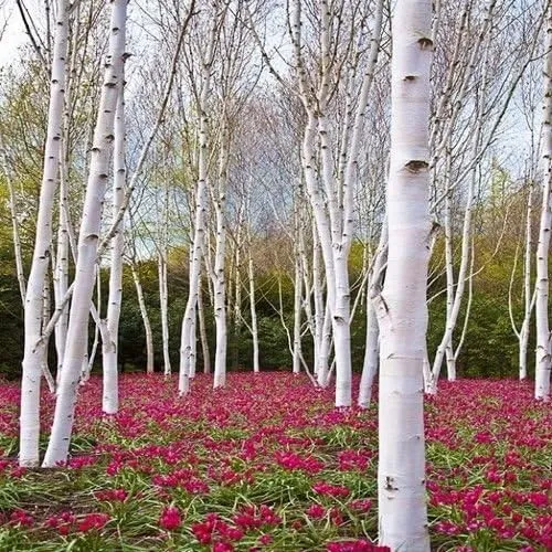 White Paper Birch Tree Seeds – Betula papyrifera Hardy Fast-Growing Shade Tree