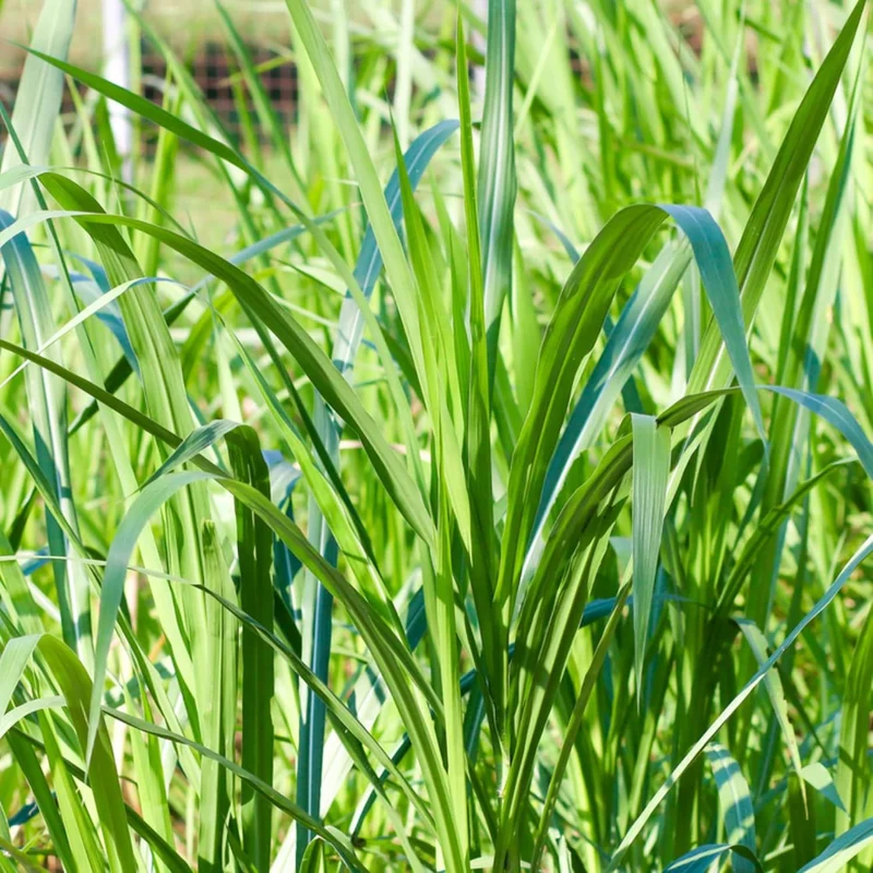 Buffalo Grass Seeds Bouteloua Dactyloides, Warm Season Perennial, Low-Growing Dense Turf, Drought Tolerant, Low Maintenance