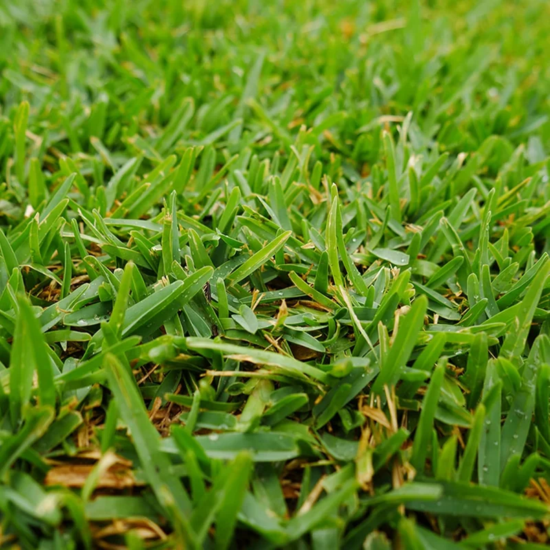 Buffalo Grass Seeds Bouteloua Dactyloides, Warm Season Perennial, Low-Growing Dense Turf, Drought Tolerant, Low Maintenance