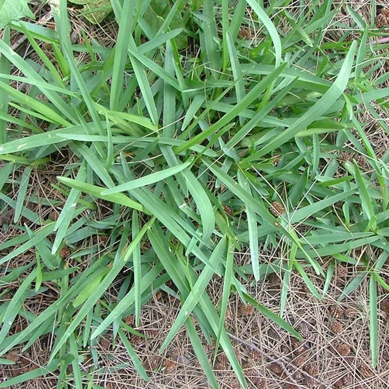Buffalo Grass Seeds Bouteloua Dactyloides, Warm Season Perennial, Low-Growing Dense Turf, Drought Tolerant, Low Maintenance
