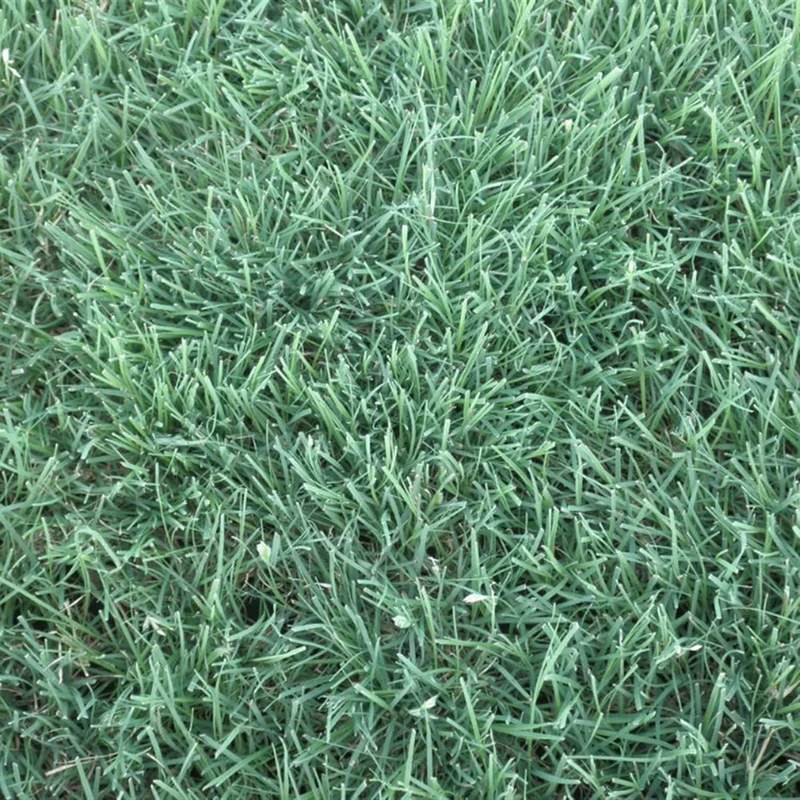 Buffalo Grass Seeds Bouteloua Dactyloides, Warm Season Perennial, Low-Growing Dense Turf, Drought Tolerant, Low Maintenance