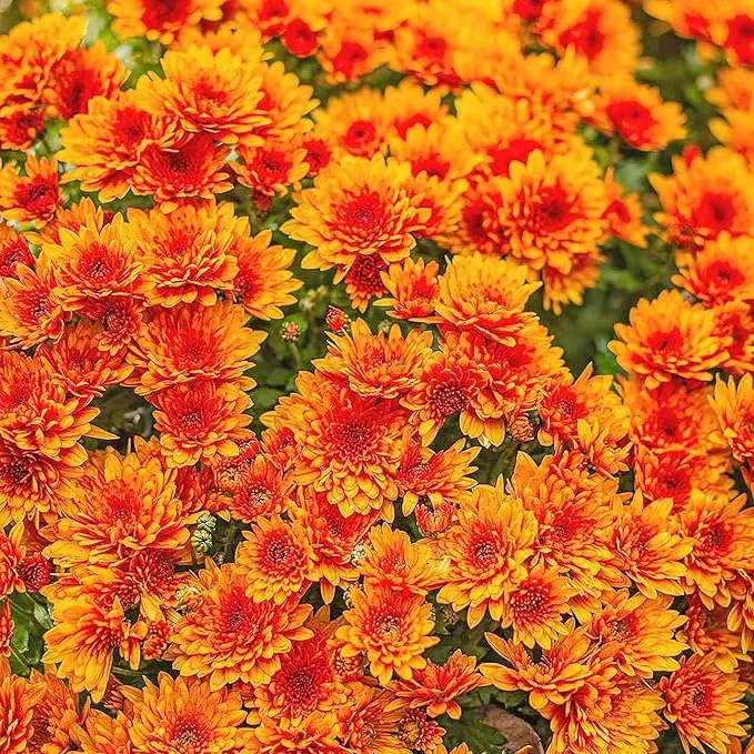 Chrysanthemum Seeds Colorful Diverse Flowers Popular Ornamental Plants for Vibrant Blooms in Gardens, Landscapes Floral Arrangements Flower Seeds