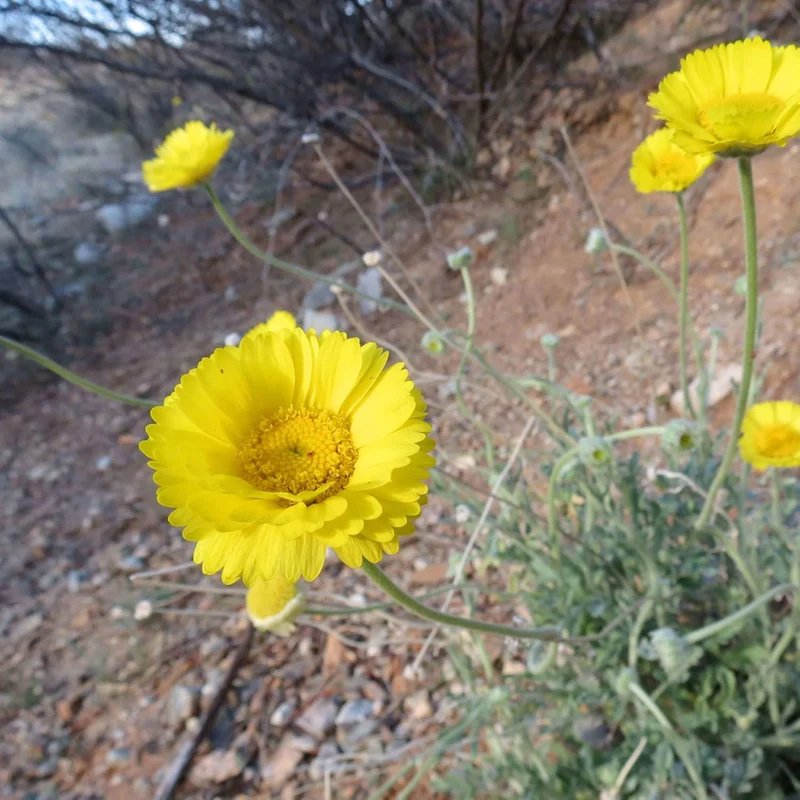 Marigold Seeds (Desert Marigold Seeds Baileya Multiradiata) - Drought-Tolerant Perennial for Rock Gardens