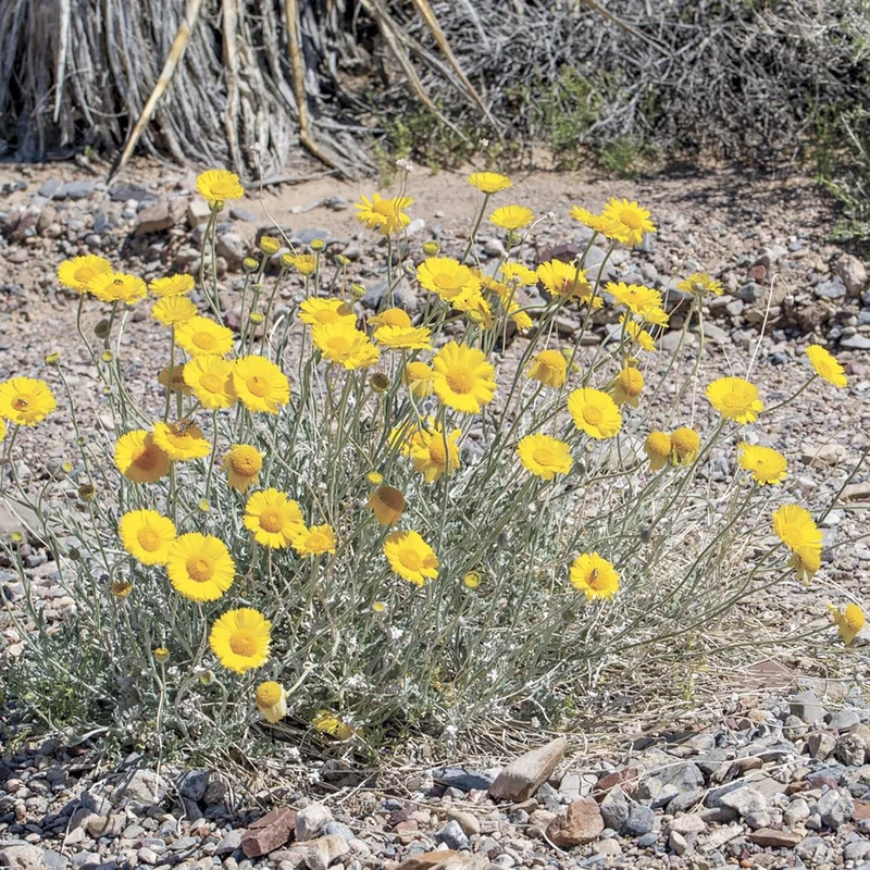 Marigold Seeds (Desert Marigold Seeds Baileya Multiradiata) - Drought-Tolerant Perennial for Rock Gardens