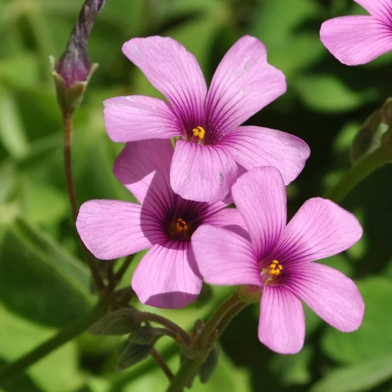 Pink Wood-Sorrel Seeds, Oxalis Debilis, Low-Growing Perennial Herbaceous Ornamental for Pollinator Gardens, Outdoor Flower Beds