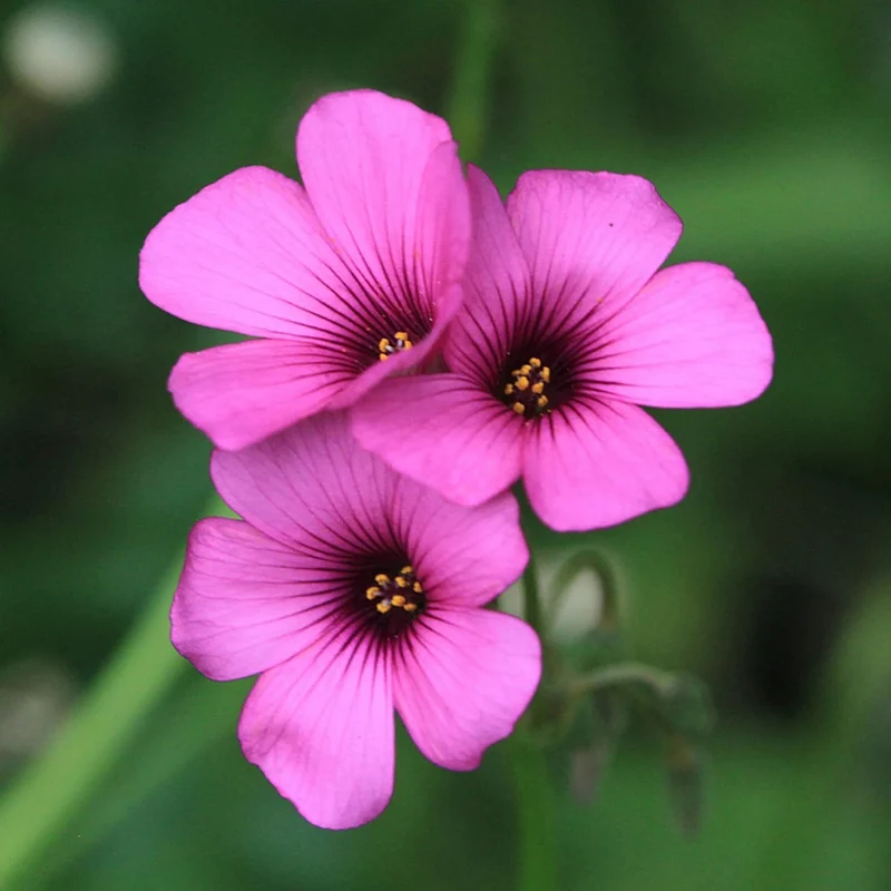 Pink Wood-Sorrel Seeds, Oxalis Debilis, Low-Growing Perennial Herbaceous Ornamental for Pollinator Gardens, Outdoor Flower Beds