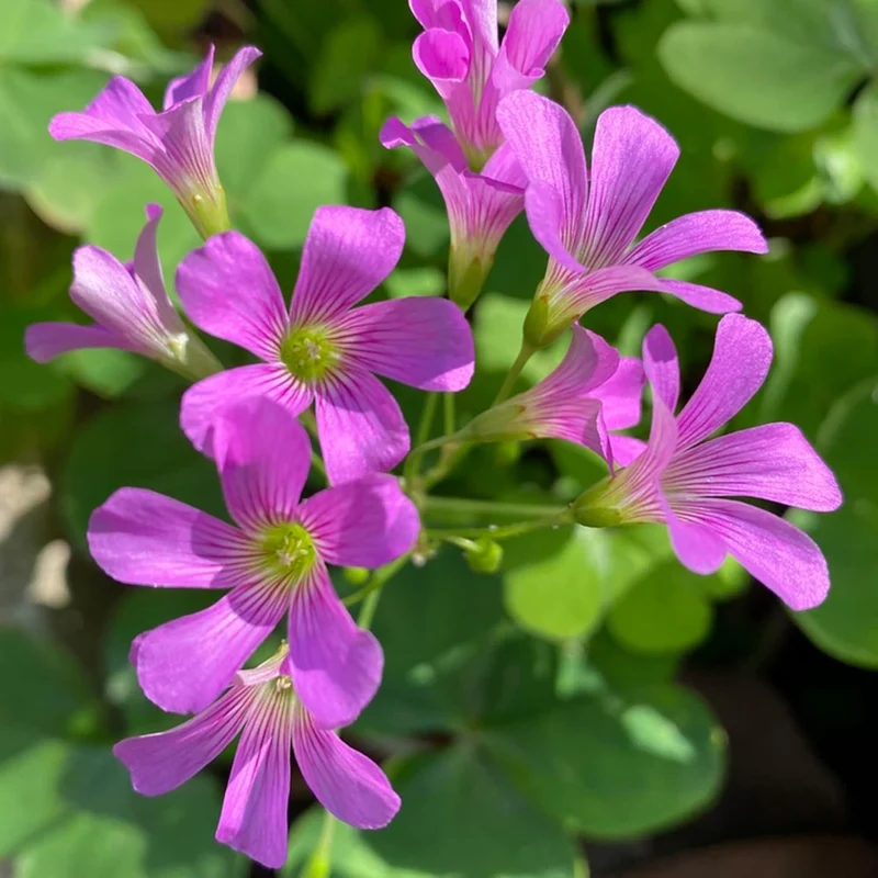 Pink Wood-Sorrel Seeds, Oxalis Debilis, Low-Growing Perennial Herbaceous Ornamental for Pollinator Gardens, Outdoor Flower Beds