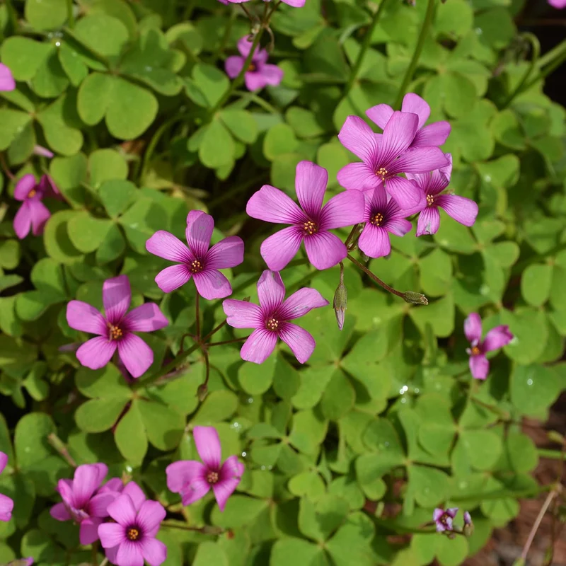Pink Wood-Sorrel Seeds, Oxalis Debilis, Low-Growing Perennial Herbaceous Ornamental for Pollinator Gardens, Outdoor Flower Beds