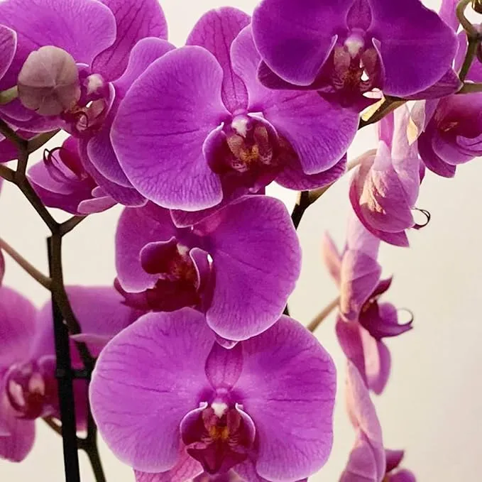 Cymbidium Orchid Purple Seeds – Fragrant, Hardy, Easy-Care Orchid for Indoor & Outdoor Growing