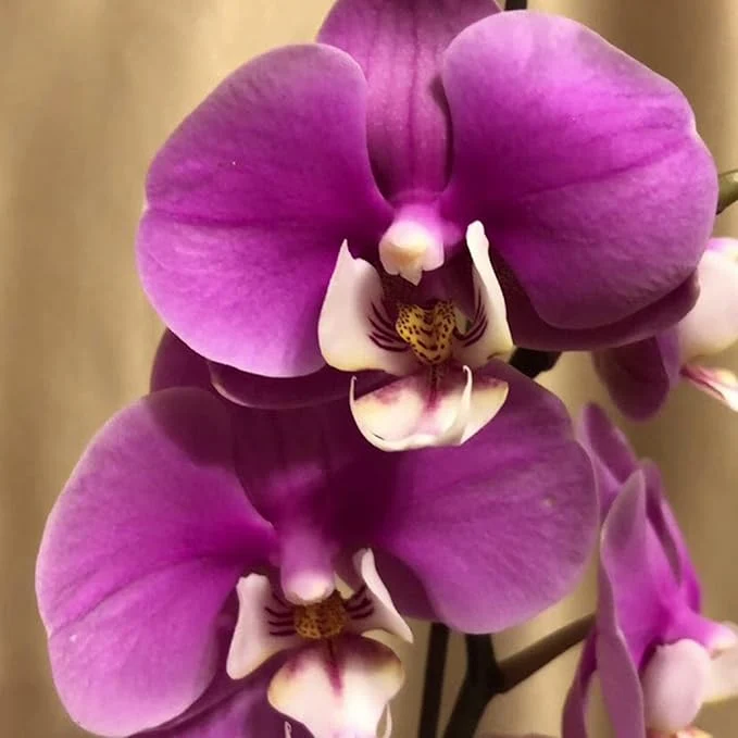 Cymbidium Orchid Purple Seeds – Fragrant, Hardy, Easy-Care Orchid for Indoor & Outdoor Growing