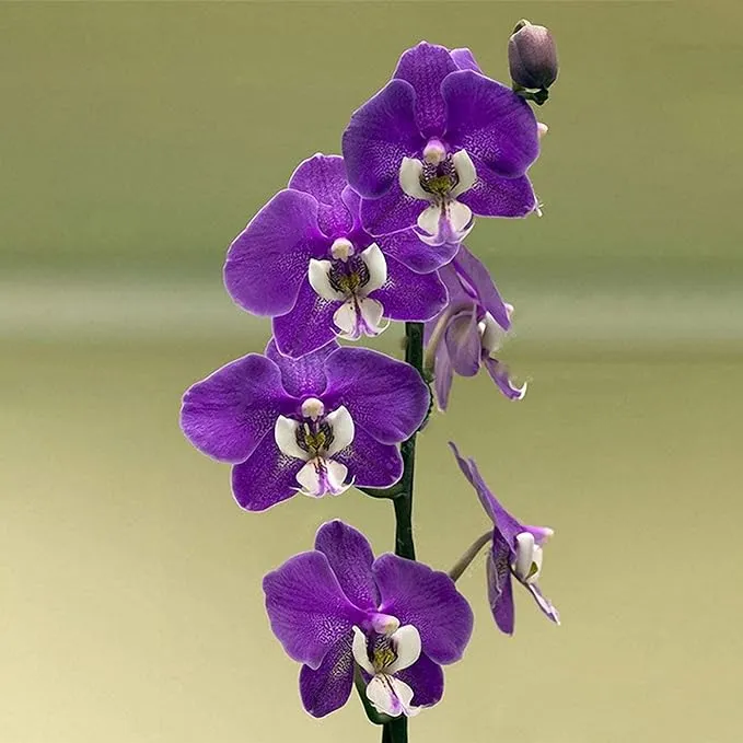 Cymbidium Orchid Purple Seeds – Fragrant, Hardy, Easy-Care Orchid for Indoor & Outdoor Growing