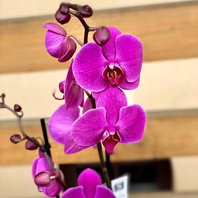 Cymbidium Orchid Purple Seeds – Fragrant, Hardy, Easy-Care Orchid for Indoor & Outdoor Growing