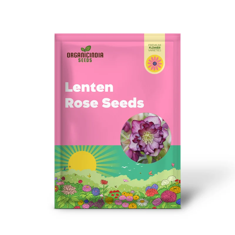 Lenten Rose Seeds Helleborus Perennial Attracts Pollinators for Shady Borders And Containers