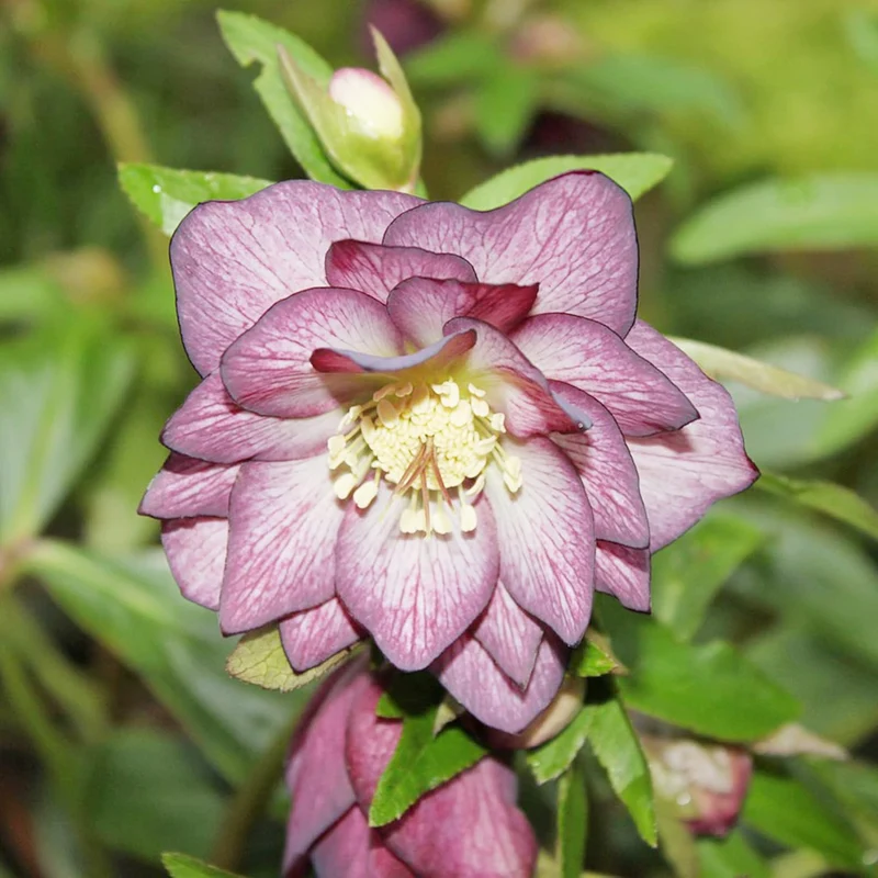 Lenten Rose Seeds Helleborus Perennial Attracts Pollinators for Shady Borders And Containers
