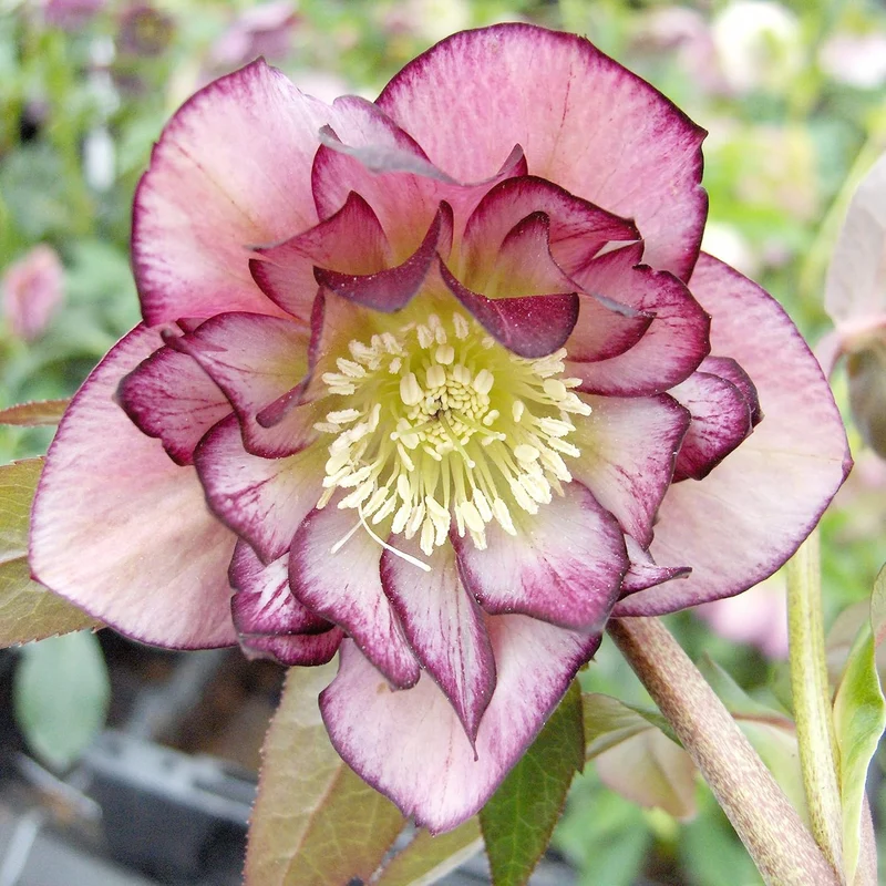 Lenten Rose Seeds Helleborus Perennial Attracts Pollinators for Shady Borders And Containers
