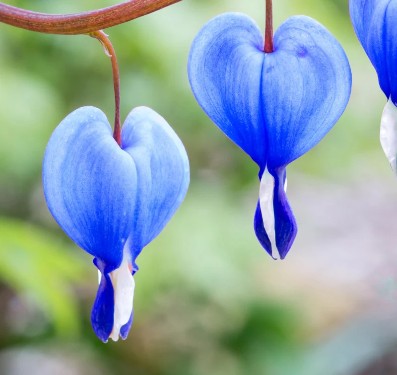 Blue Bleeding Heart Flower Seeds for Shade Garden