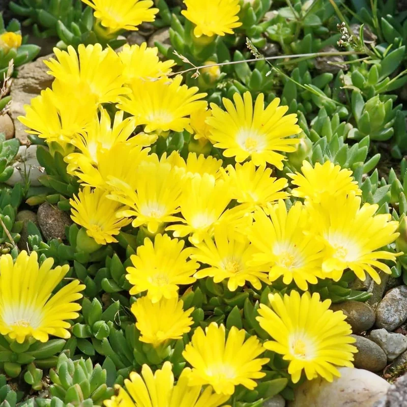 Yellow Ice Plant Seeds – Drought-Tolerant Ground Cover for Rock Gardens