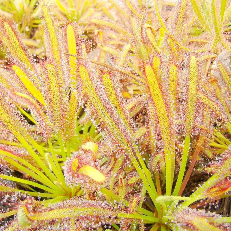 Sundew Seeds Drosera Carnivorous Plants, Unique Insect Capturing Method, Ornamental Indoor And Outdoor Plants