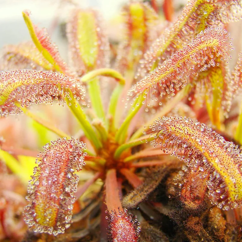Sundew Seeds Drosera Carnivorous Plants, Unique Insect Capturing Method, Ornamental Indoor And Outdoor Plants