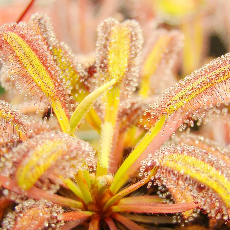 Sundew Seeds Drosera Carnivorous Plants, Unique Insect Capturing Method, Ornamental Indoor And Outdoor Plants