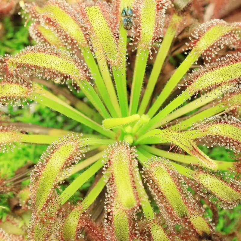 Sundew Seeds Drosera Carnivorous Plants, Unique Insect Capturing Method, Ornamental Indoor And Outdoor Plants