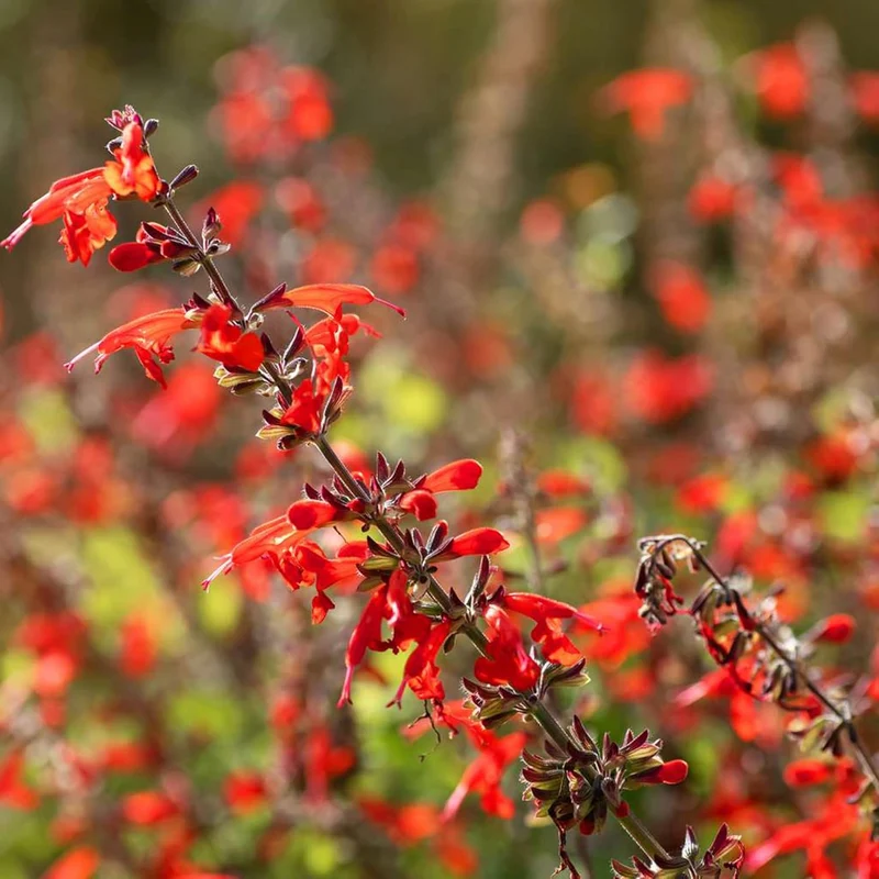 Pineapple Sage Seeds (Salvia Elegans) Edible Leaves Amd Flowers, Attracts Hummingbirds, Fragrant, Perennial Annual for Indoor Outdoor Containers And Borders