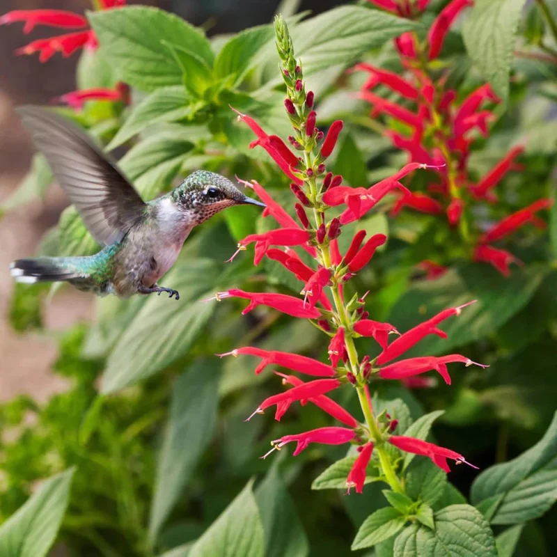 Pineapple Sage Seeds (Salvia Elegans) Edible Leaves Amd Flowers, Attracts Hummingbirds, Fragrant, Perennial Annual for Indoor Outdoor Containers And Borders