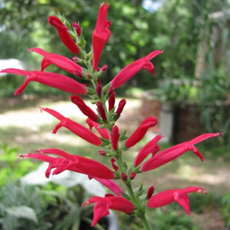 Pineapple Sage Seeds (Salvia Elegans) Edible Leaves Amd Flowers, Attracts Hummingbirds, Fragrant, Perennial Annual for Indoor Outdoor Containers And Borders