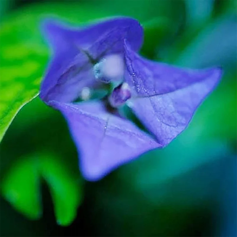 Blue Bougainvillea Spectabilis Seeds for Planting Vibrant Showy Bracts