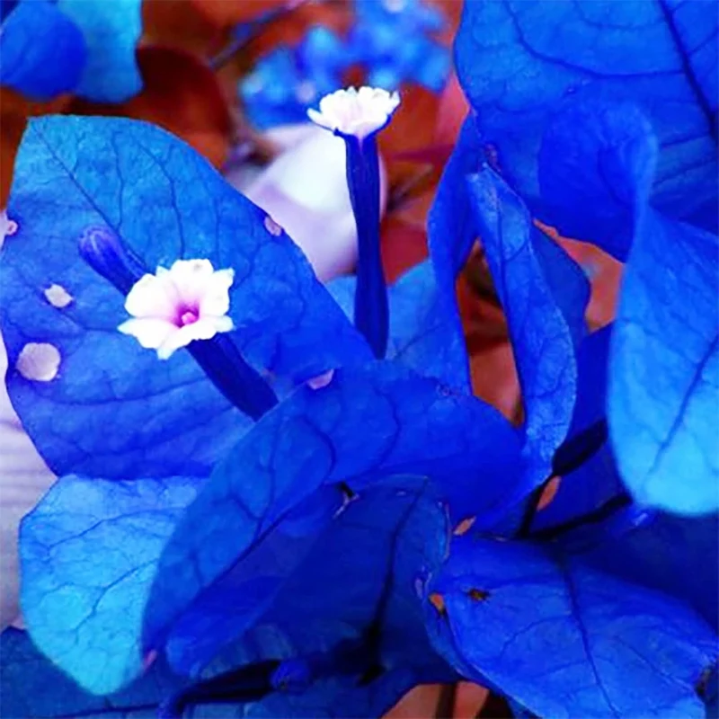 Blue Bougainvillea Spectabilis Seeds for Planting Vibrant Showy Bracts